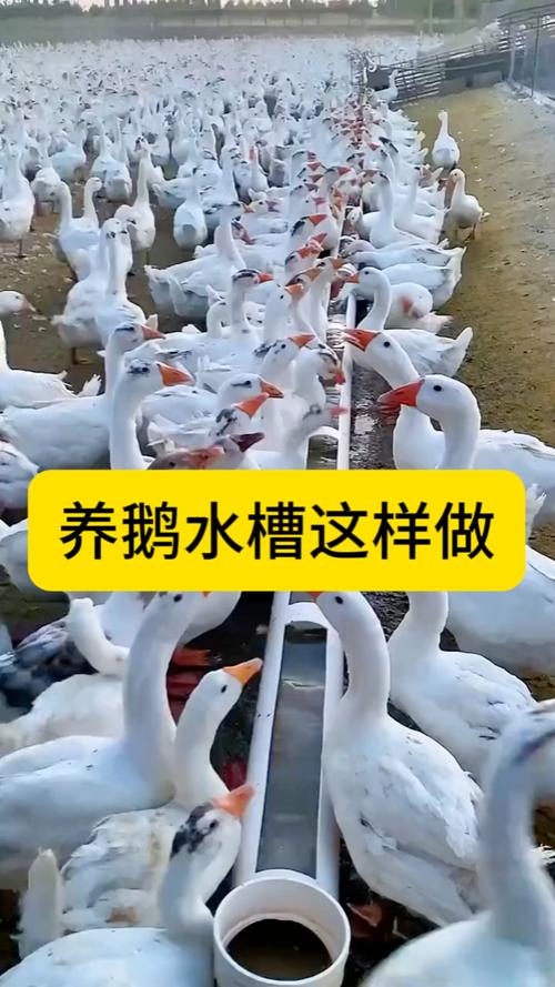 池塘鱼鹅混养技术视频，如何科学管理？-图2