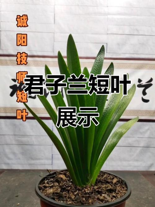 君子兰短叶都什么品种-图3