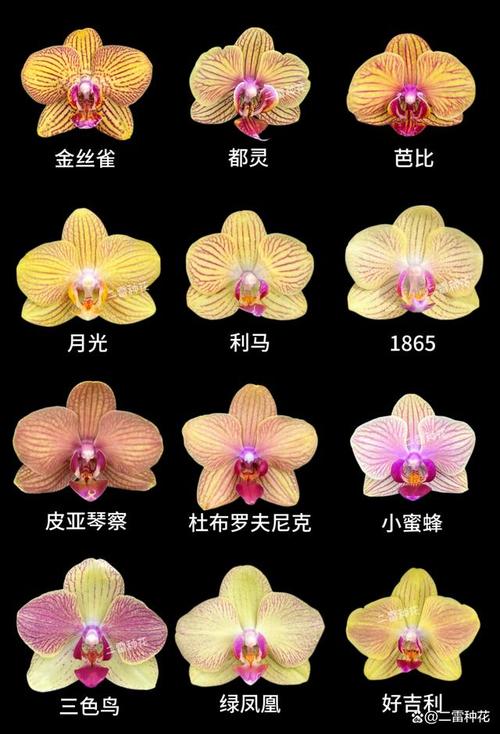 蝴蝶兰最值得养的品种是哪几种？-图3