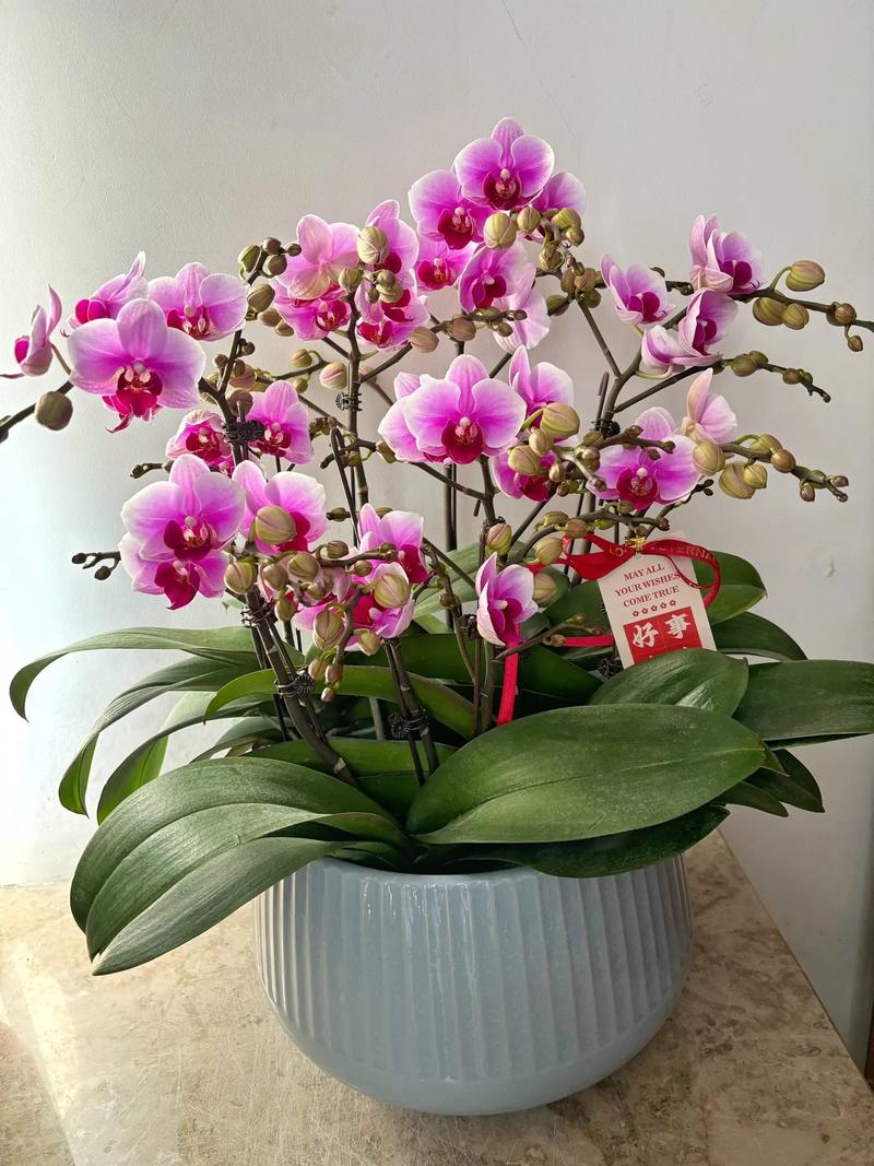 蝴蝶兰最值得养的品种是哪几种？-图2