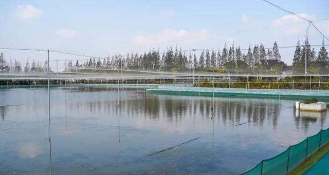 强林超市螃蟹养殖技术有何秘诀?-图2 强林超市螃蟹养殖技术有何秘诀?-图2