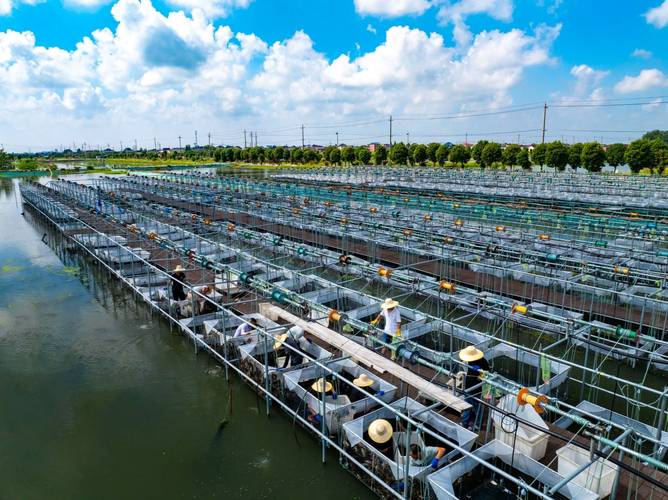 强林超市螃蟹养殖技术有何秘诀?-图1 强林超市螃蟹养殖技术有何秘诀?-图1