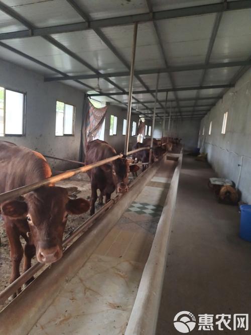 秦川牛养殖技术咋掌握？当前价格行情如何？-图2