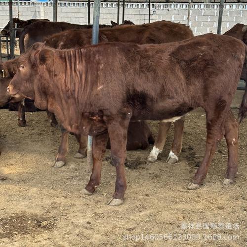 秦川牛养殖技术咋掌握？当前价格行情如何？-图3