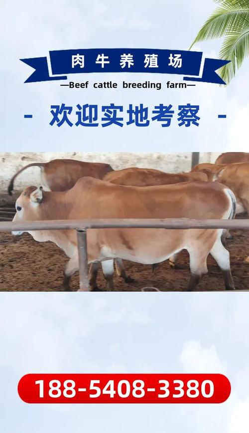 秦川牛养殖技术咋掌握?当前价格行情如何?-图1 秦川牛养殖技术咋掌握?当前价格行情如何?-图1