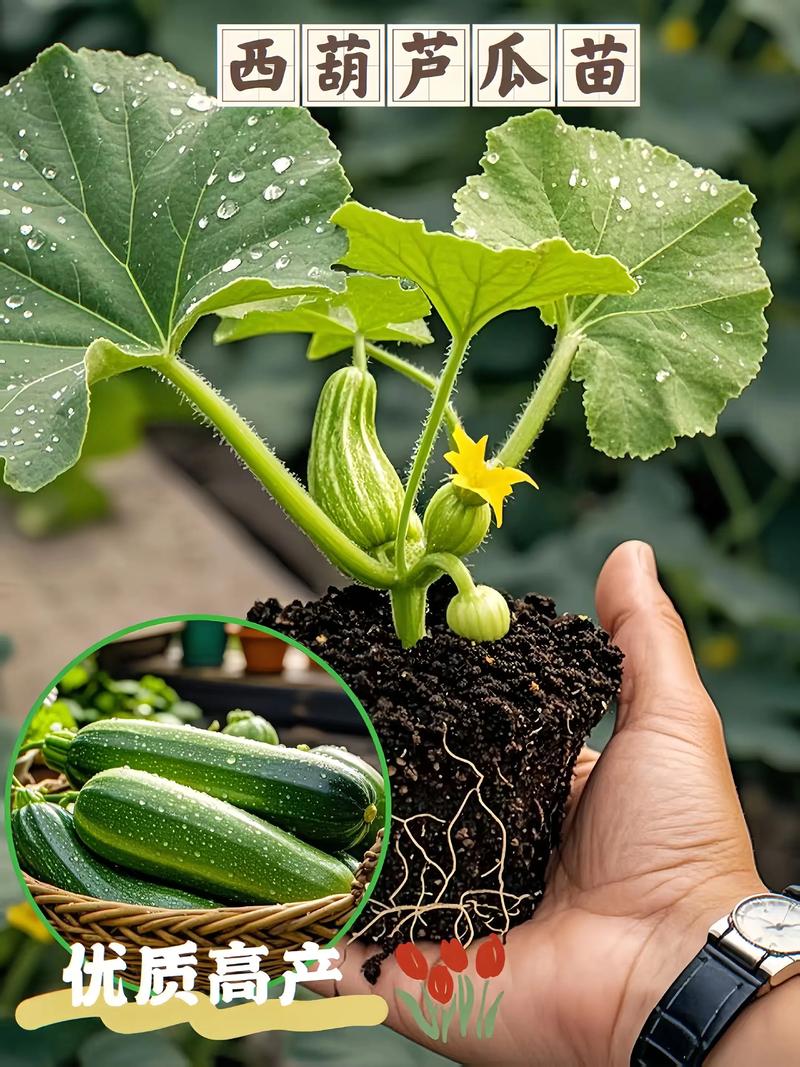 露地西葫芦的种植技术-图1