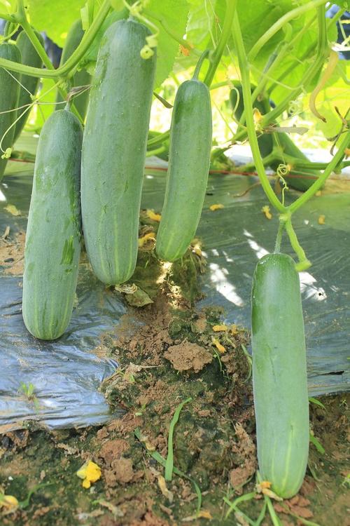 露地西葫芦的种植技术-图2
