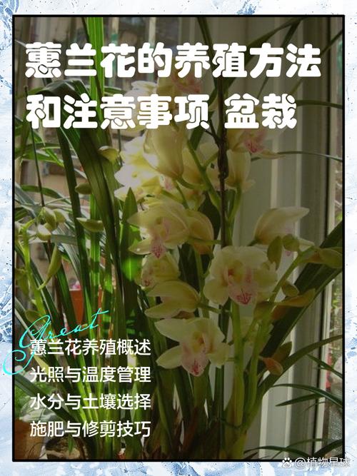 大花卉兰养殖技术要点有哪些?-图1 大花卉兰养殖技术要点有哪些?-图1