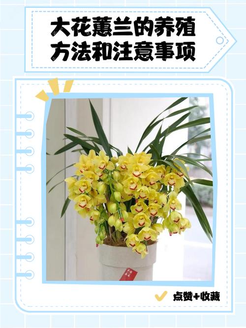 大花卉兰养殖技术要点有哪些?-图2 大花卉兰养殖技术要点有哪些?-图2