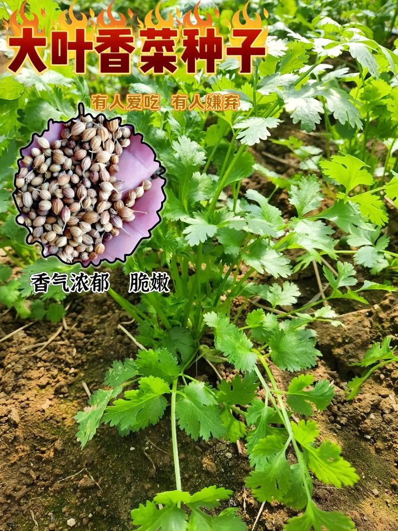 香菜高产栽培技术有哪些关键要点?-图1 香菜高产栽培技术有哪些关键要点?-图1