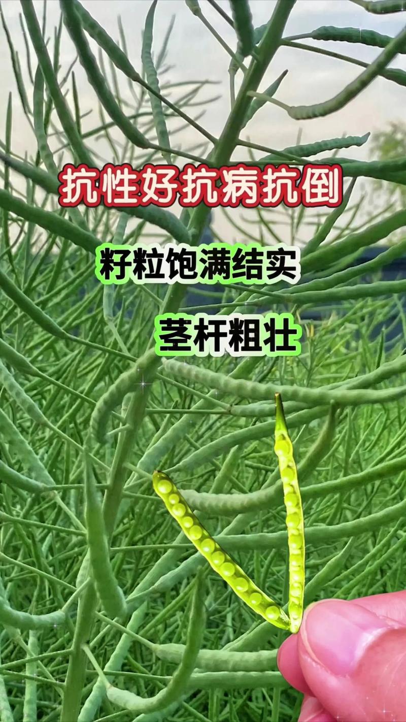 油菜新品种由谁成功繁育？-图2