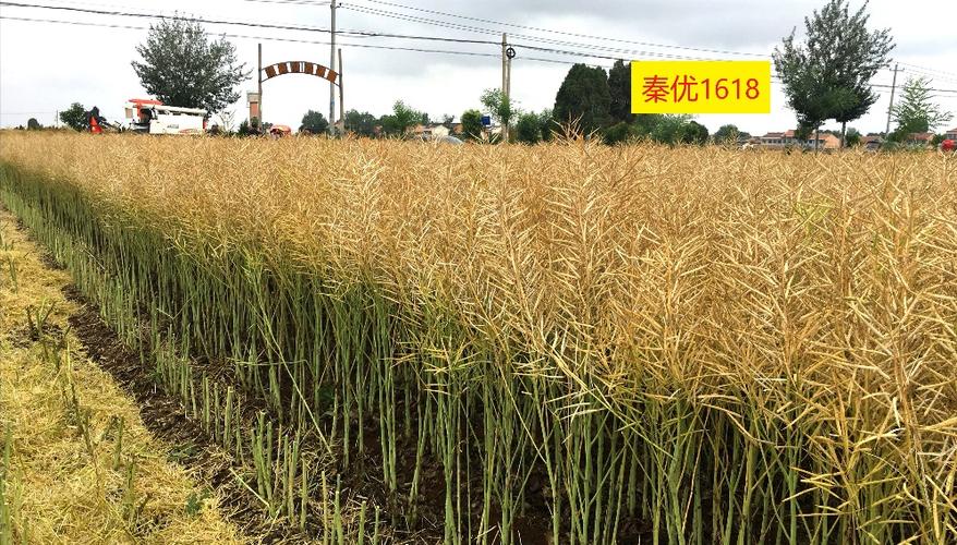 油菜新品种由谁成功繁育？-图3