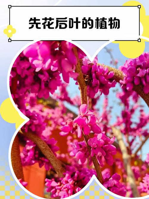 先花后树品种有哪些？-图3