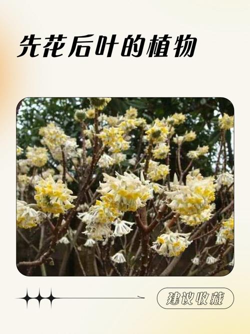 先花后树品种有哪些？-图2