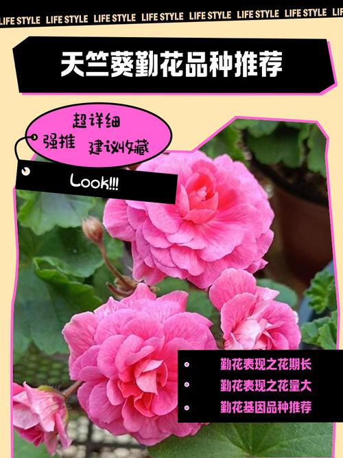 天竺葵最珍贵品种是哪个？-图1