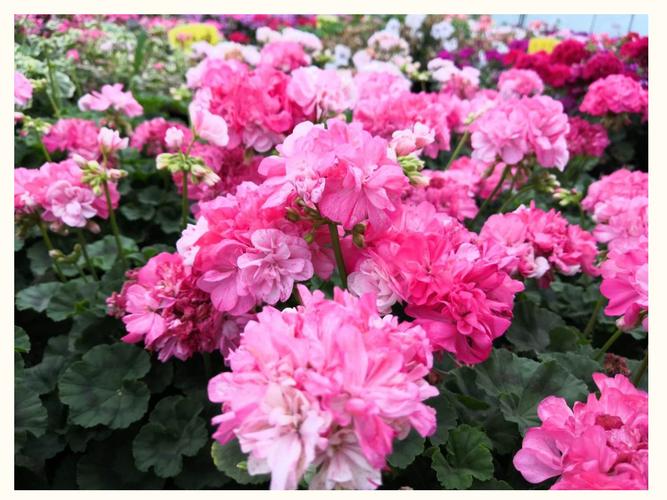 天竺葵最珍贵品种是哪个？-图3