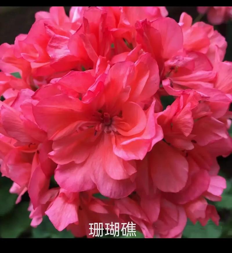 天竺葵最珍贵品种是哪个？-图2