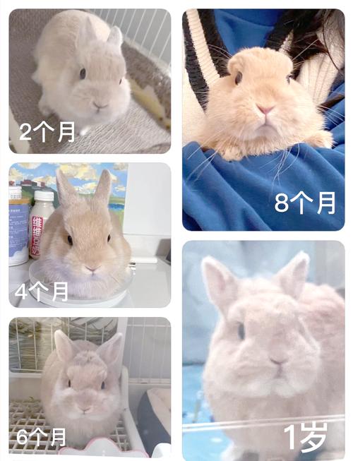 哪些兔子品种生长发育快?-图1 哪些兔子品种生长发育快?-图1