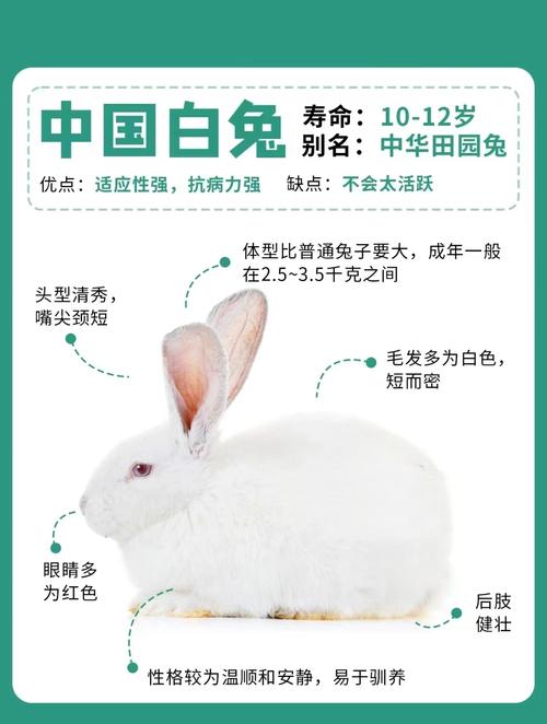 哪些兔子品种生长发育快?-图2 哪些兔子品种生长发育快?-图2