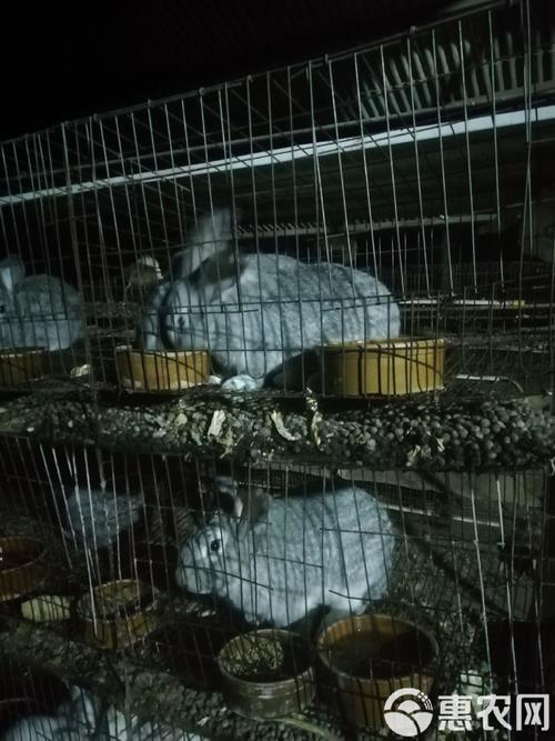 青紫蓝兔繁殖技术视频要点有哪些？-图3