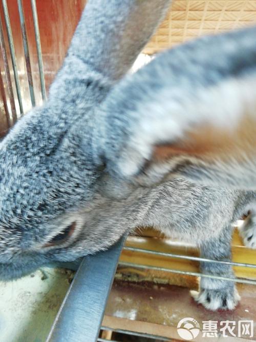 青紫蓝兔繁殖技术视频要点有哪些？-图2