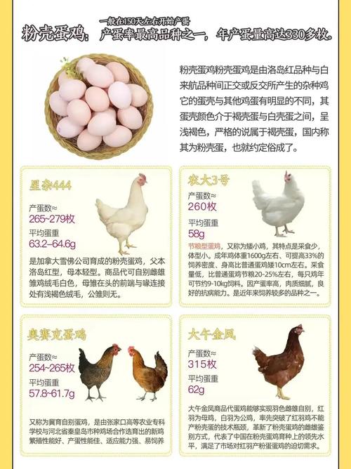 产蛋多的鸡品种有哪些?-图1 产蛋多的鸡品种有哪些?-图1