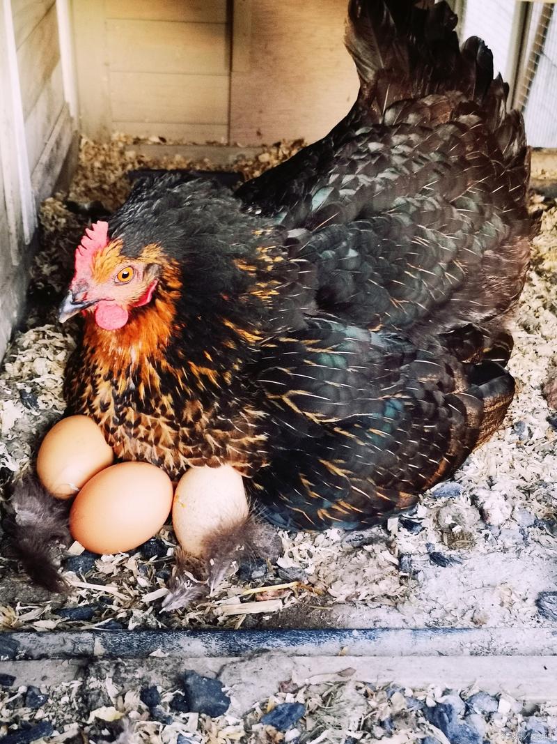 产蛋多的鸡品种有哪些?-图2 产蛋多的鸡品种有哪些?-图2