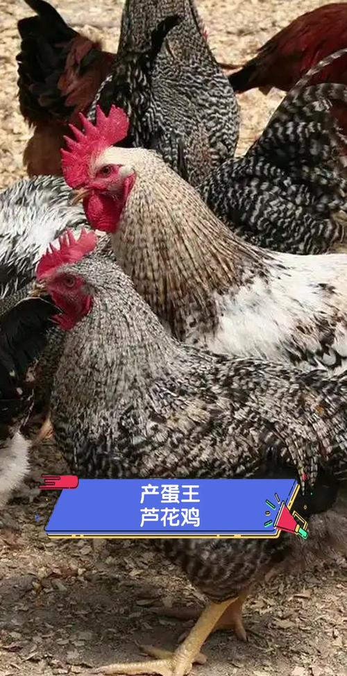 产蛋多的鸡品种有哪些?-图3 产蛋多的鸡品种有哪些?-图3