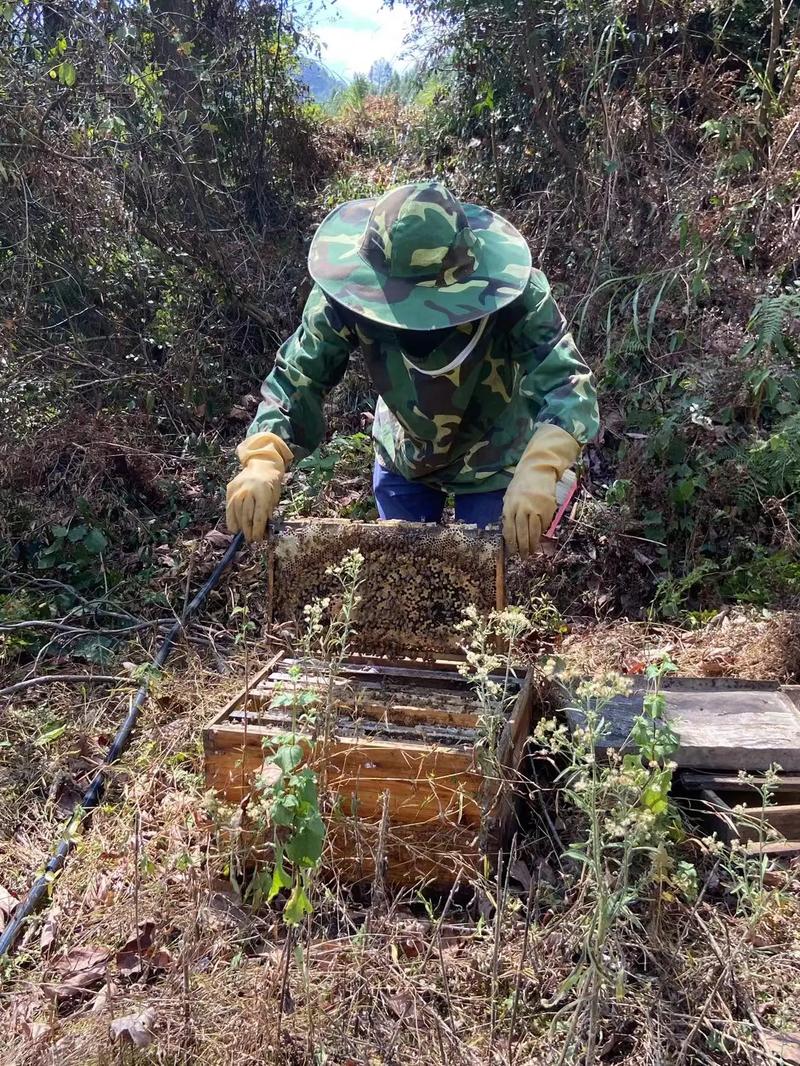 蜜蜂养殖技术交流，怎么找靠谱组织？-图3