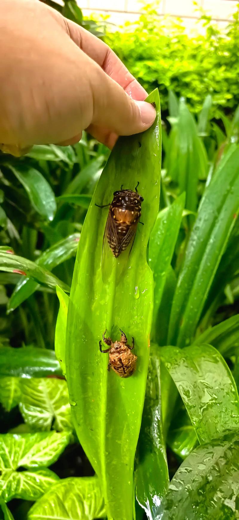 2025年知了价格为何这么贵？-图1