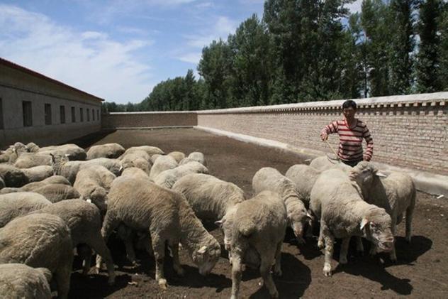 敖汉细毛养殖技术下载哪里找?-图1 敖汉细毛养殖技术下载哪里找?-图1