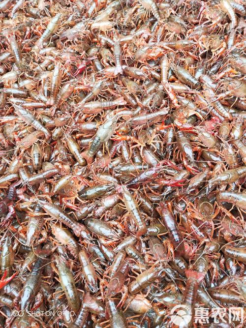 龙虾苗批发如何养好？技术要点有哪些？-图3