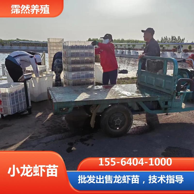 龙虾苗批发如何养好?技术要点有哪些?-图1 龙虾苗批发如何养好?技术要点有哪些?-图1