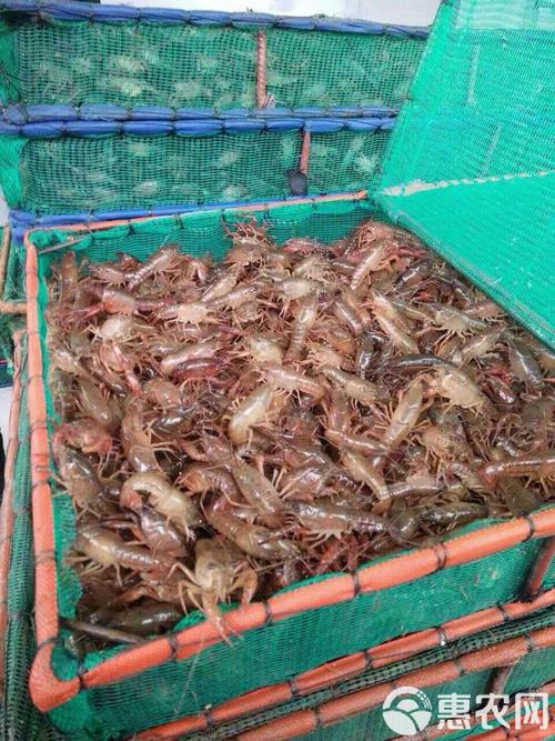 龙虾苗批发如何养好？技术要点有哪些？-图2