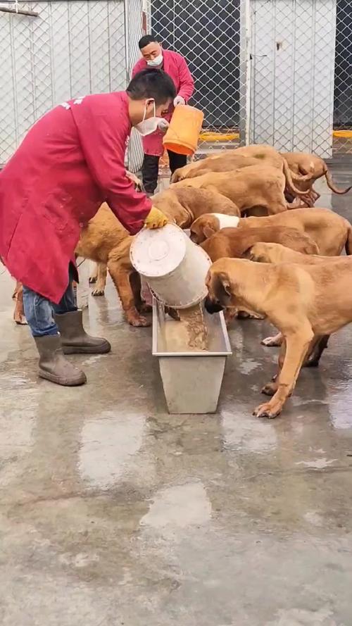 改良肉狗养殖技术视频,具体如何改良?-图2 改良肉狗养殖技术视频,具体如何改良?-图2