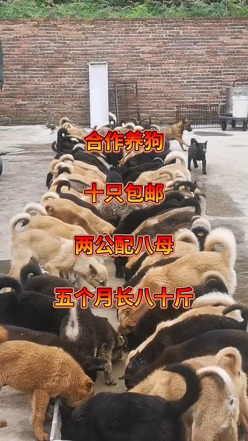 改良肉狗养殖技术视频,具体如何改良?-图1 改良肉狗养殖技术视频,具体如何改良?-图1