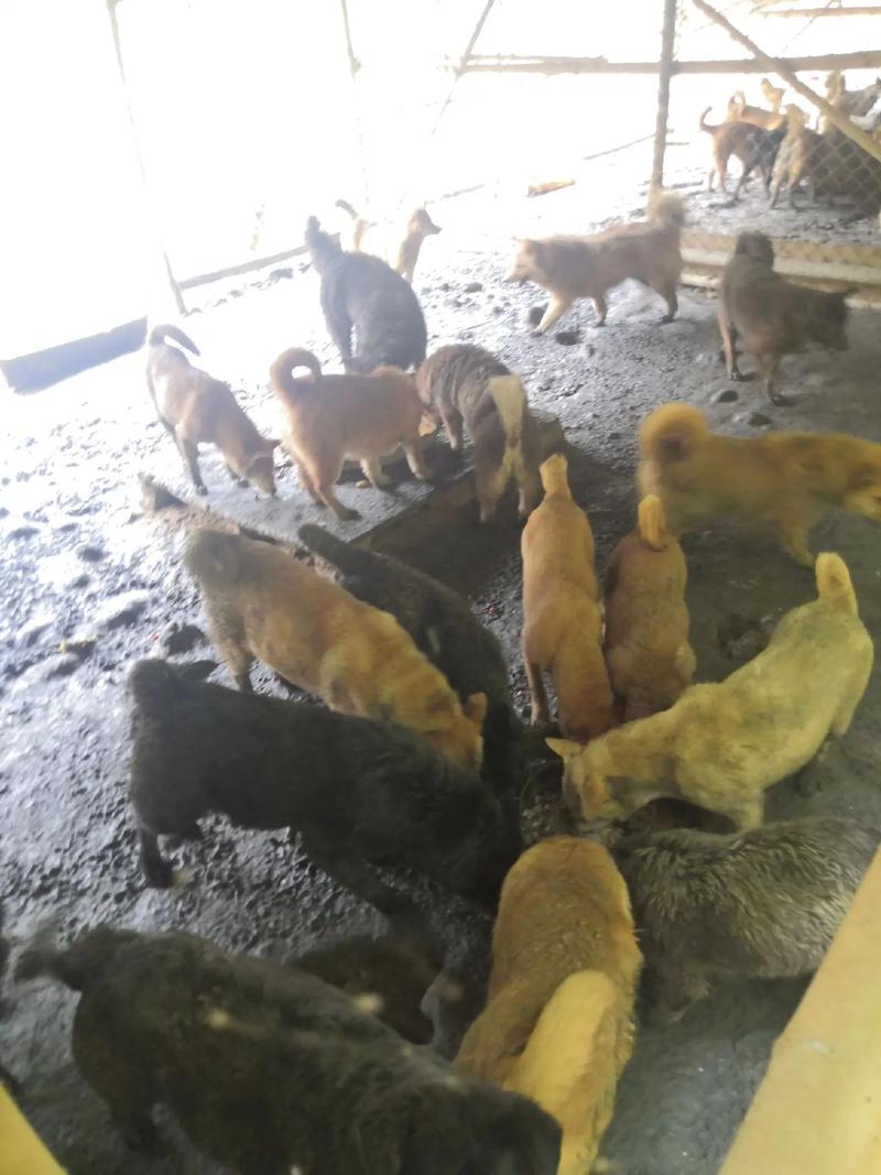 改良肉狗养殖技术视频,具体如何改良?-图3 改良肉狗养殖技术视频,具体如何改良?-图3