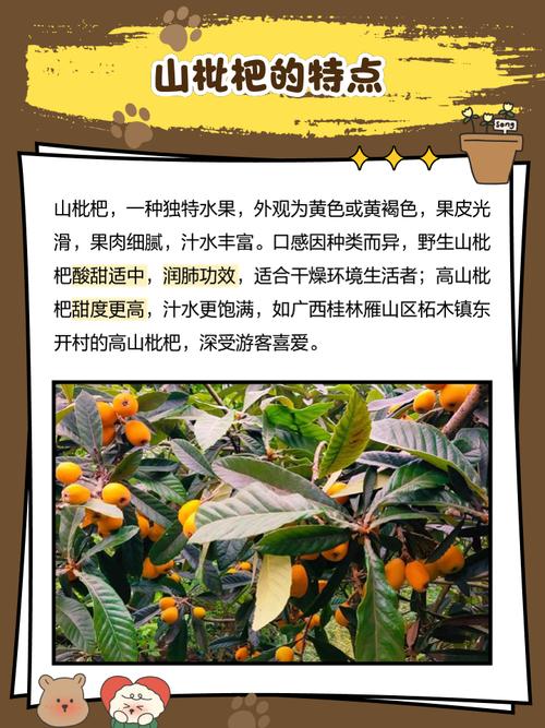 枇杷种植主要技术指标-图1 枇杷种植主要技术指标-图1