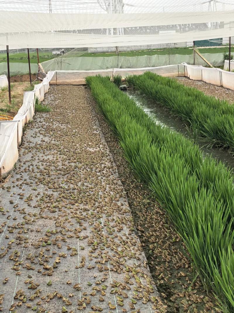 青蛙养殖技术如何助力财经创收?-图2 青蛙养殖技术如何助力财经创收?-图2