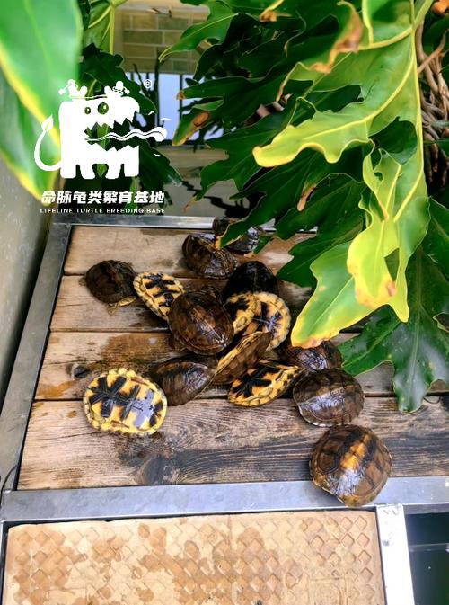 2025年龟苗价格会涨还是跌？-图2