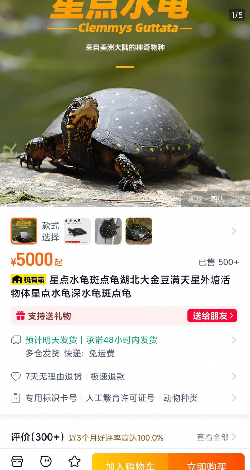 2025年龟苗价格会涨还是跌?-图1 2025年龟苗价格会涨还是跌?-图1