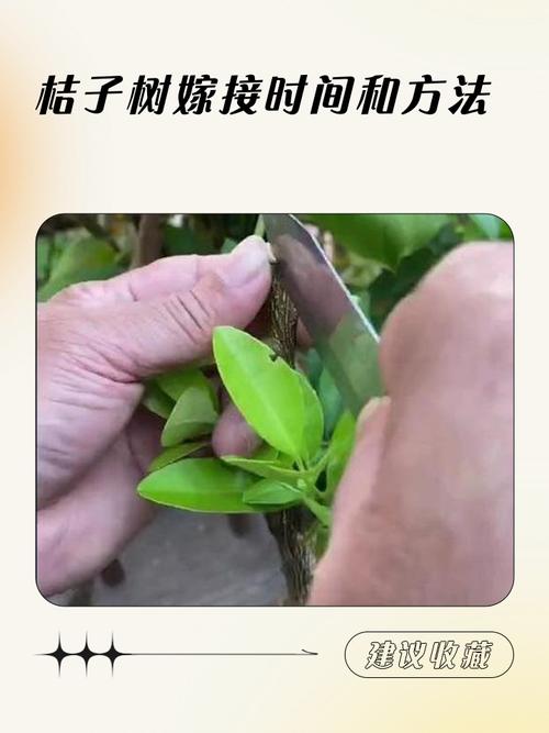 春季桔子树嫁接,关键技术要点有哪些?-图1 春季桔子树嫁接,关键技术要点有哪些?-图1