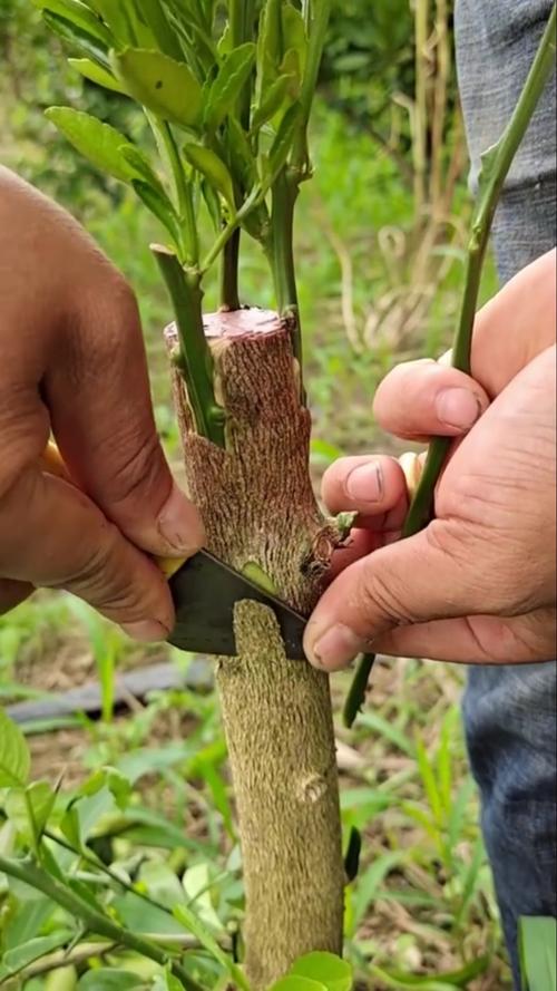 春季桔子树嫁接,关键技术要点有哪些?-图3 春季桔子树嫁接,关键技术要点有哪些?-图3