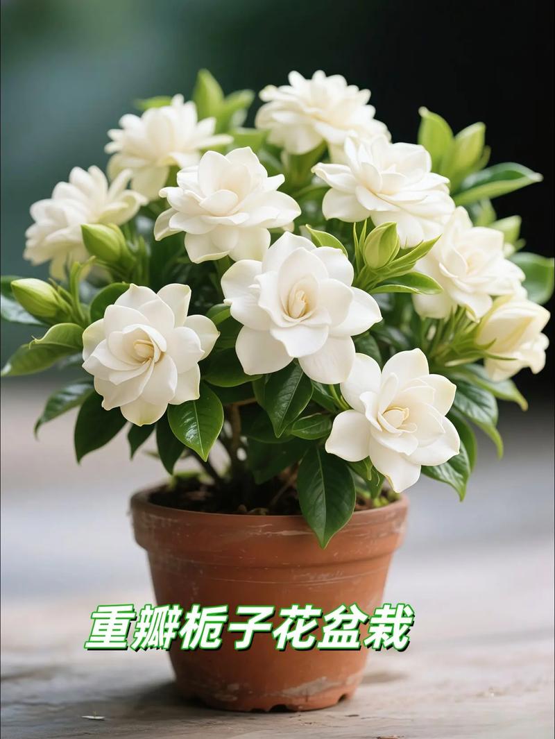 重瓣栀子花是哪个品种?-图2 重瓣栀子花是哪个品种?-图2