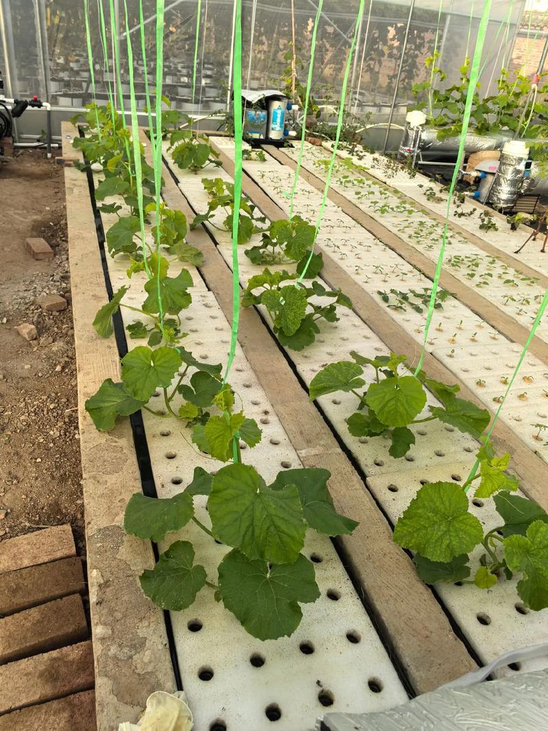 露地黄瓜育苗视频，关键技术要点有哪些？-图1