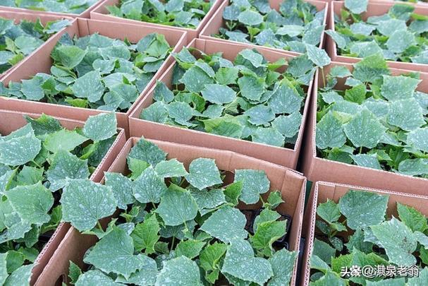 露地黄瓜育苗视频，关键技术要点有哪些？-图2