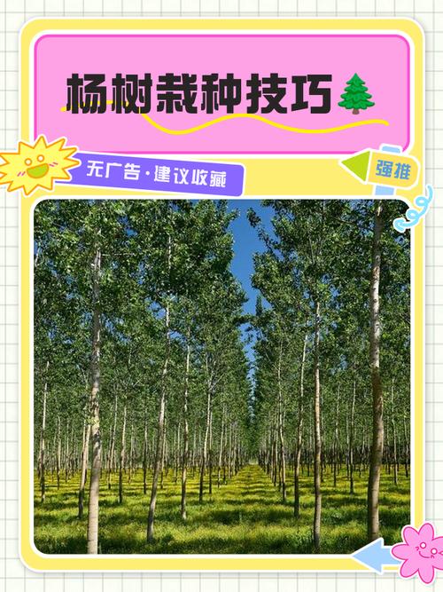 杨树如何高效种植与管理?-图1 杨树如何高效种植与管理?-图1