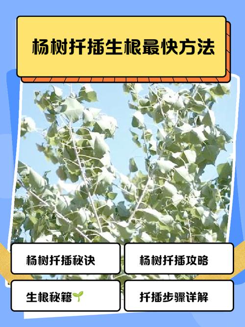 杨树如何高效种植与管理?-图3 杨树如何高效种植与管理?-图3