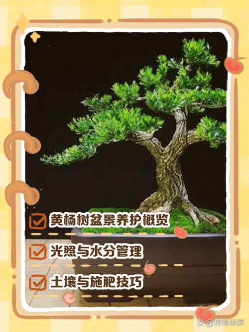 杨树如何高效种植与管理?-图2 杨树如何高效种植与管理?-图2