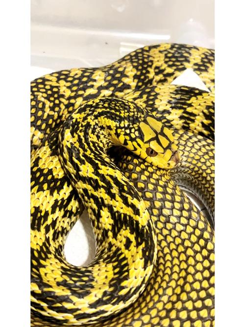 哪个省的王锦蛇品种最好？-图1